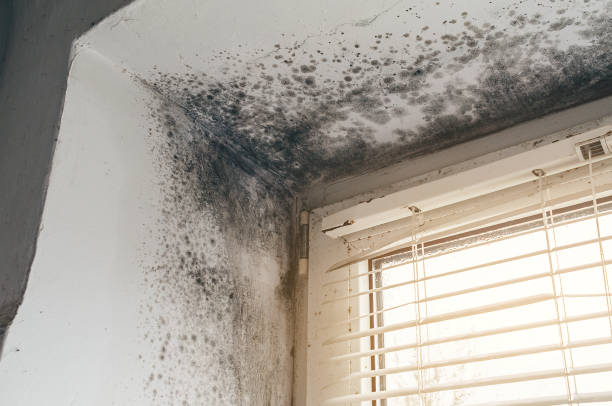 Affordable Basement Mold Removal solutions in Cameron, NC